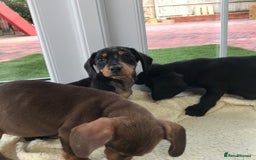 Dachshund dogs for sale: Dachshund puppies  - Image 4