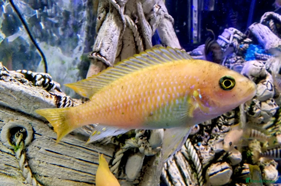 Cichlids fish for sale: Malawian Cichlids in Doncaster - Advert 1