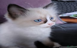 Ragdoll cats for sale: Beautiful Bluey  -unique little fluffy lovelies  - Image 10