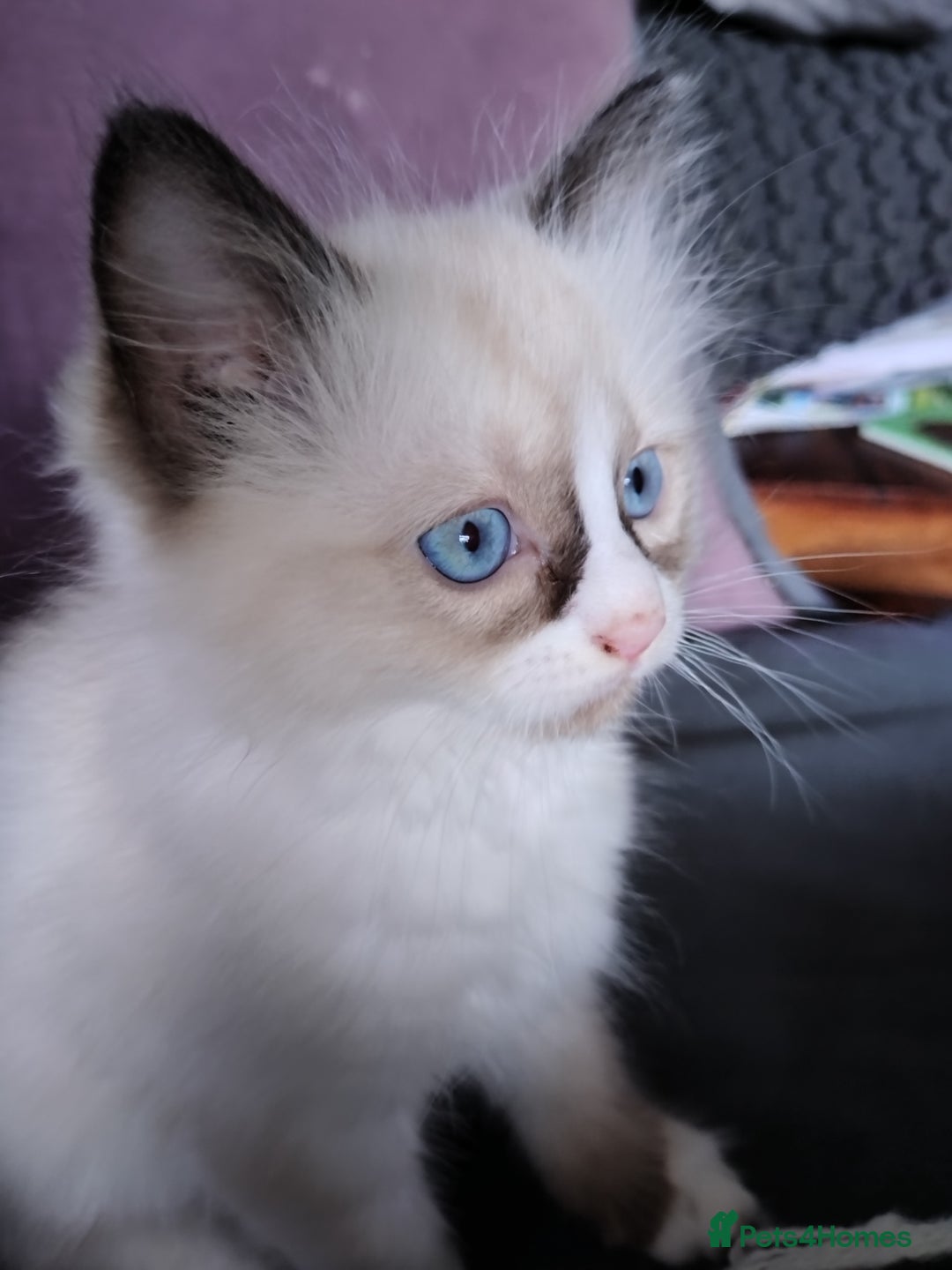 Ragdoll cats for sale: Beautiful Bluey  -unique little fluffy lovelies  - Image 10