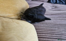 Domestic Shorthair cats for sale: 3 black kittens - Image 5