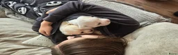 Mixed Breed dogs for sale: Frenchie/collie-spaniel mix - Advert 5