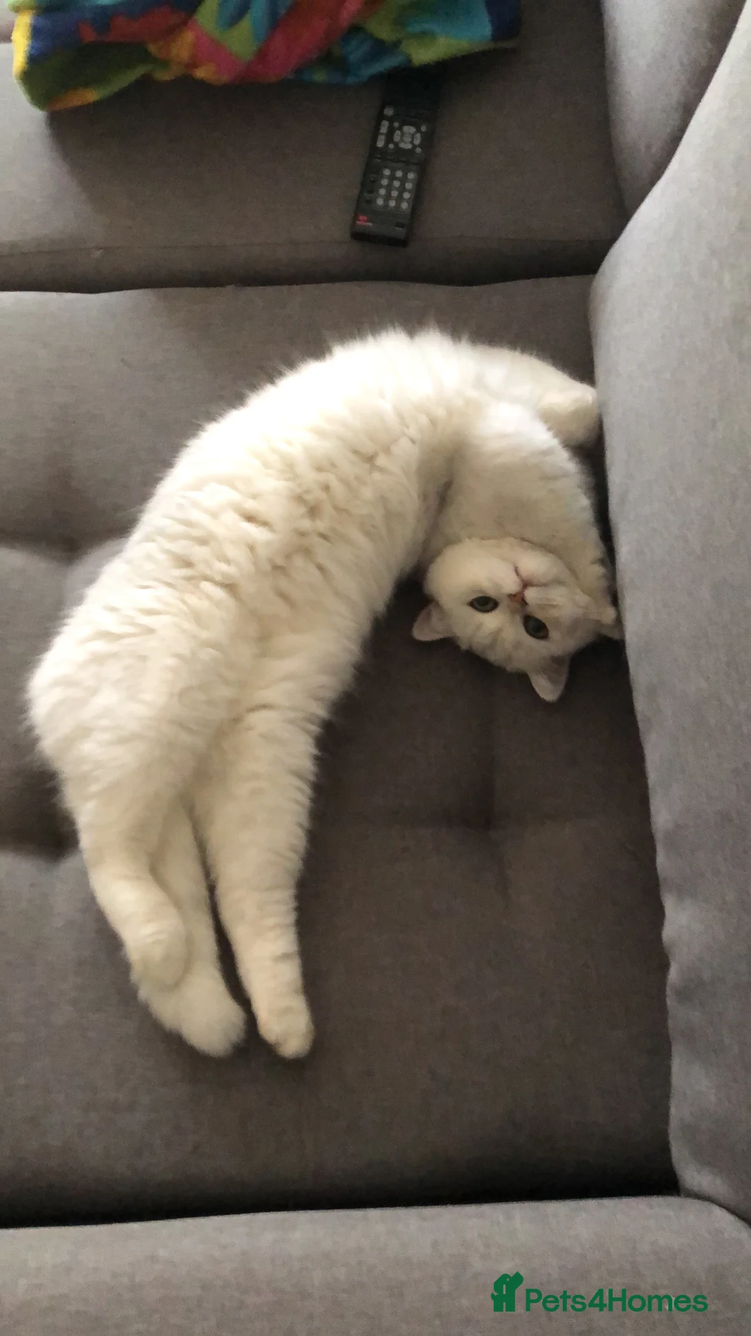 Exotic cats for sale: Very calm exotic  - Advert 8