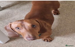 Miniature Dachshund dogs for sale: Beautiful red boy - Advert 1