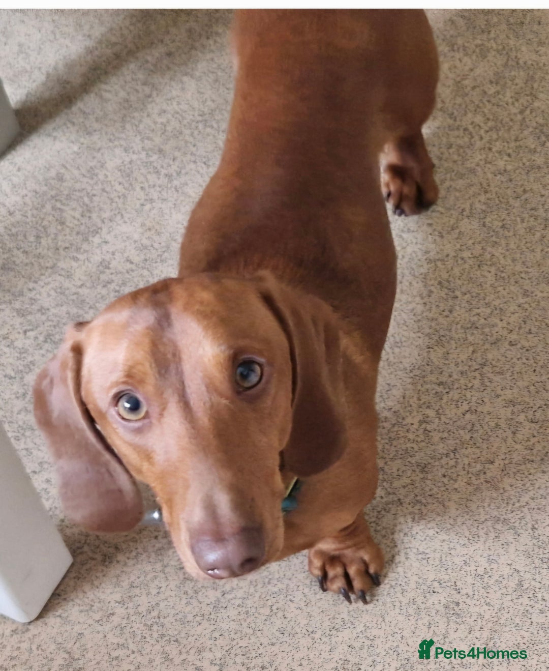 Miniature Dachshund dogs for sale: Beautiful red boy - Advert 1