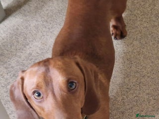 Miniature Dachshund dogs Beautiful red boy - Advert 2