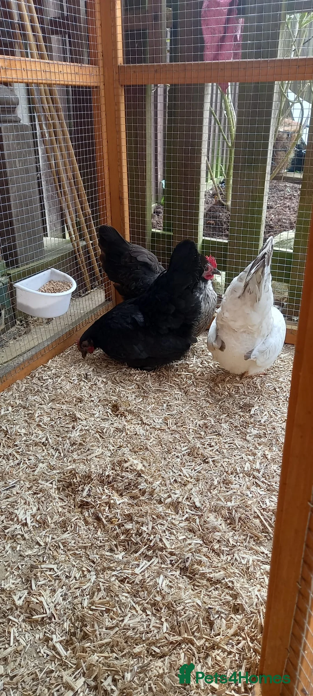 Chickens poultry for sale: Trio of Japanese Bantam Hens POL - Advert 5