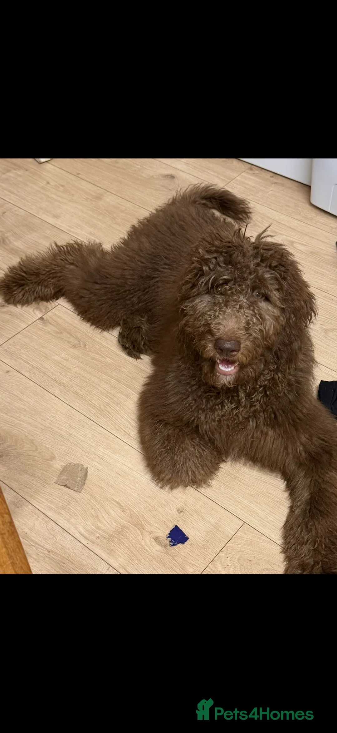Saint Berdoodle dogs for sale: F1b st berdoodle - Advert 2
