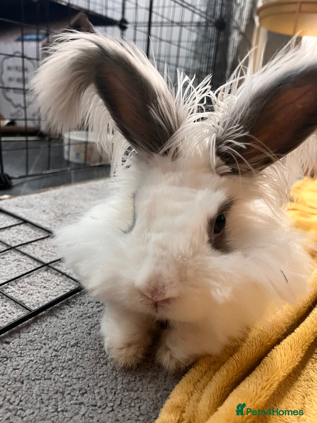 Angora rabbits for sale: Gorgeous bonded English angoras x2  - Image 10