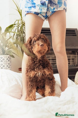 Cocker Spaniel dogs - Advert 11