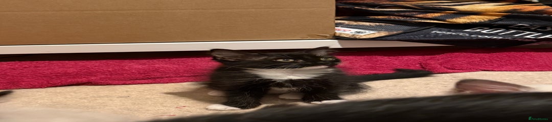 Ragdoll Kitten Black with White Paws 9