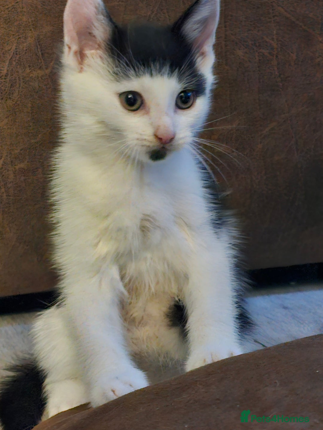Mixed Breed cats for sale: Kittens - Image 4
