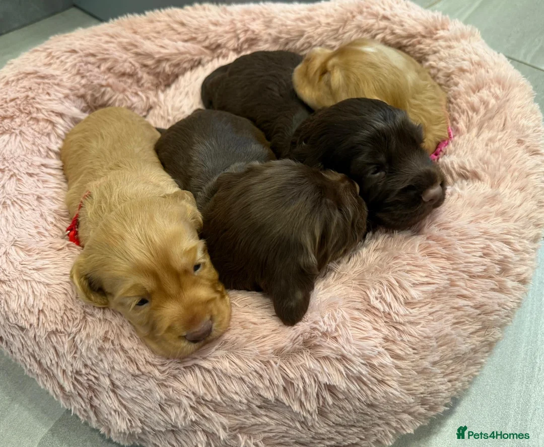 Cocker Spaniel dogs for sale: 4 female Working Kc Registered cocker spaniel pups - Advert 2