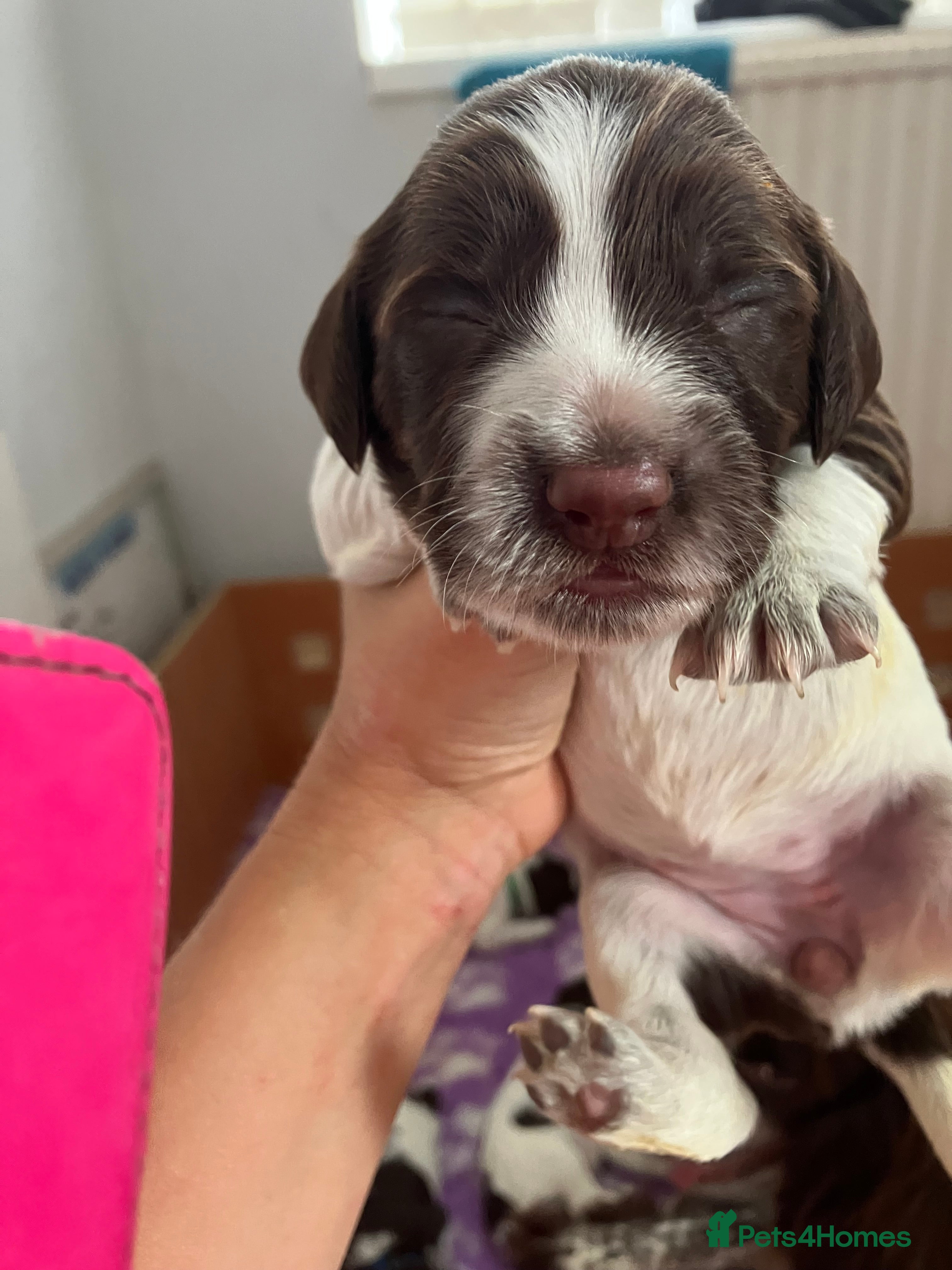 Sprocker dogs Sprockers for sale - Advert 2