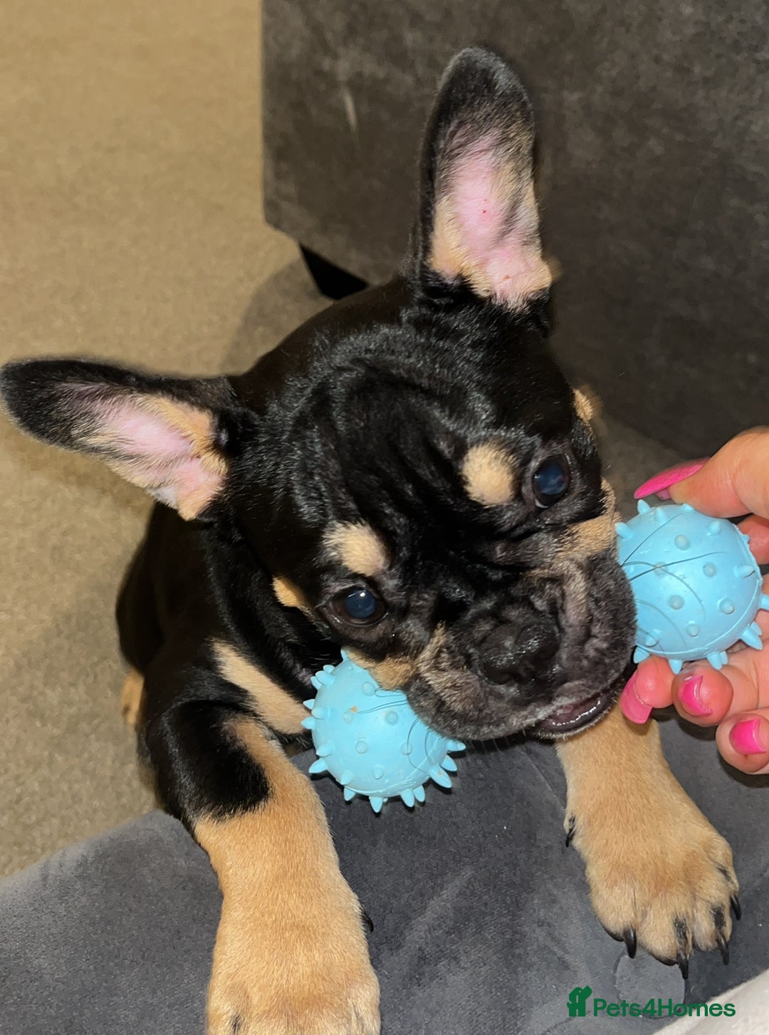 French Bulldog dogs for sale: Female frenchie puppy  - Advert 3