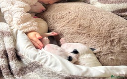 English Bull Terrier dogs for sale: Adorable English Bull Terrier Puppies - Image 7