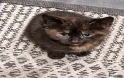 European cats for sale: 4 adorable healthy kittens - Image 12