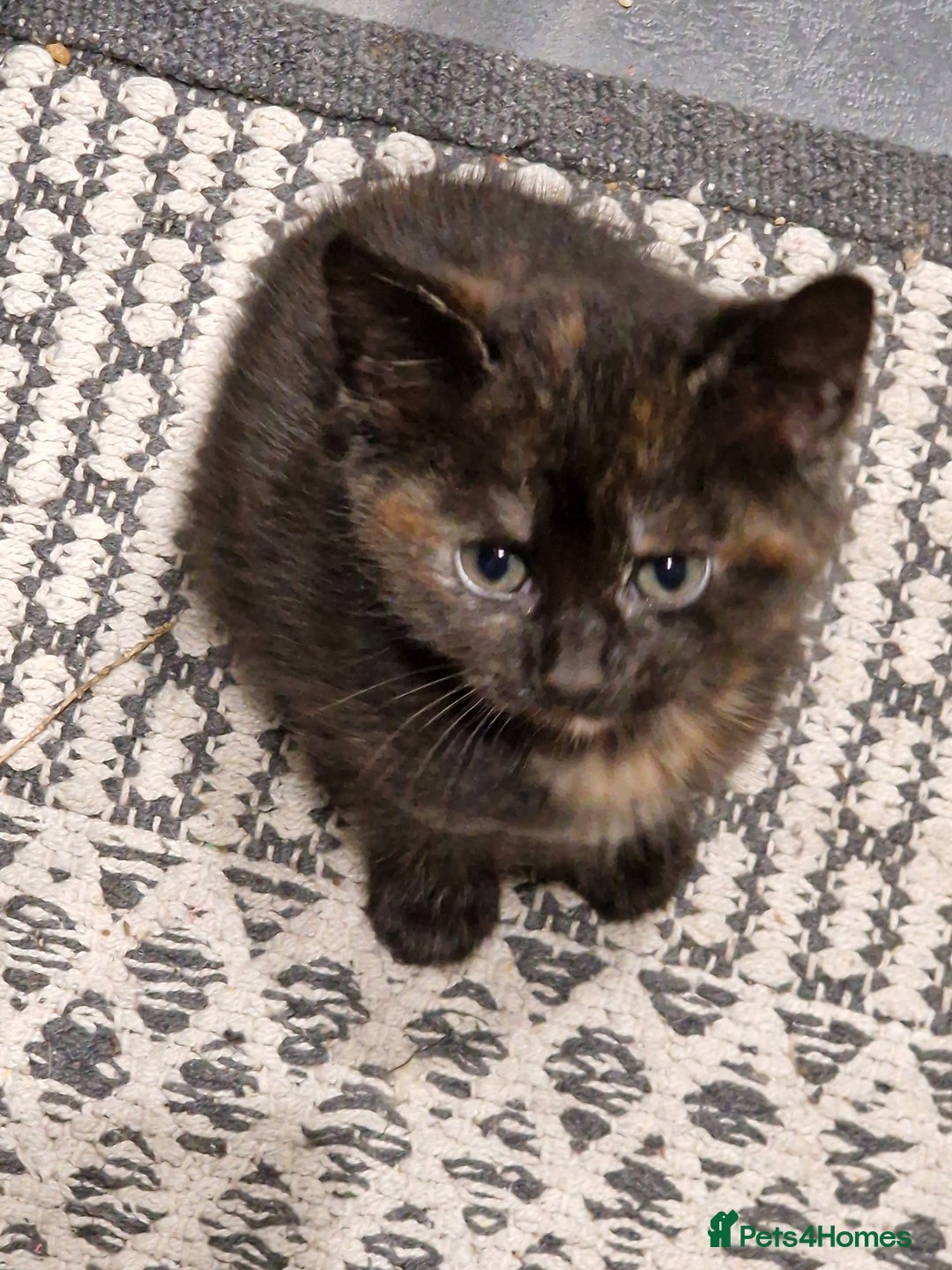 European cats for sale: 4 adorable healthy kittens - Image 12