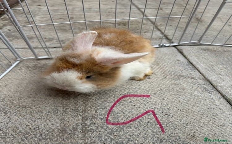 Lionhead rabbits - Advert 2
