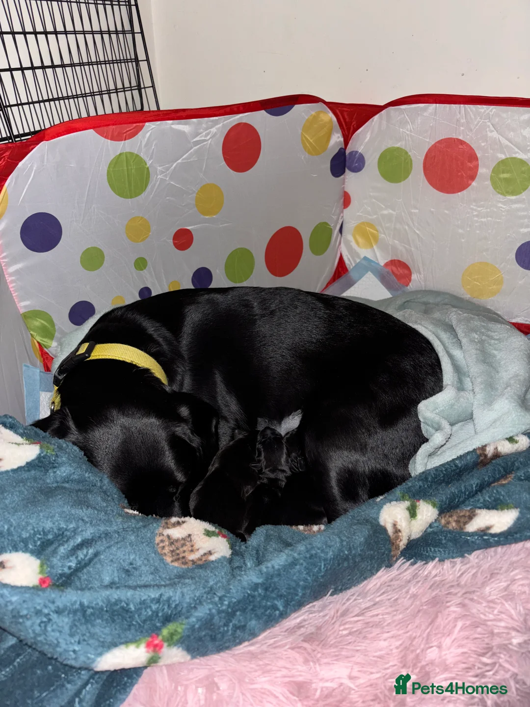 Springador dogs for sale: Female Springador Puppies - Advert 4