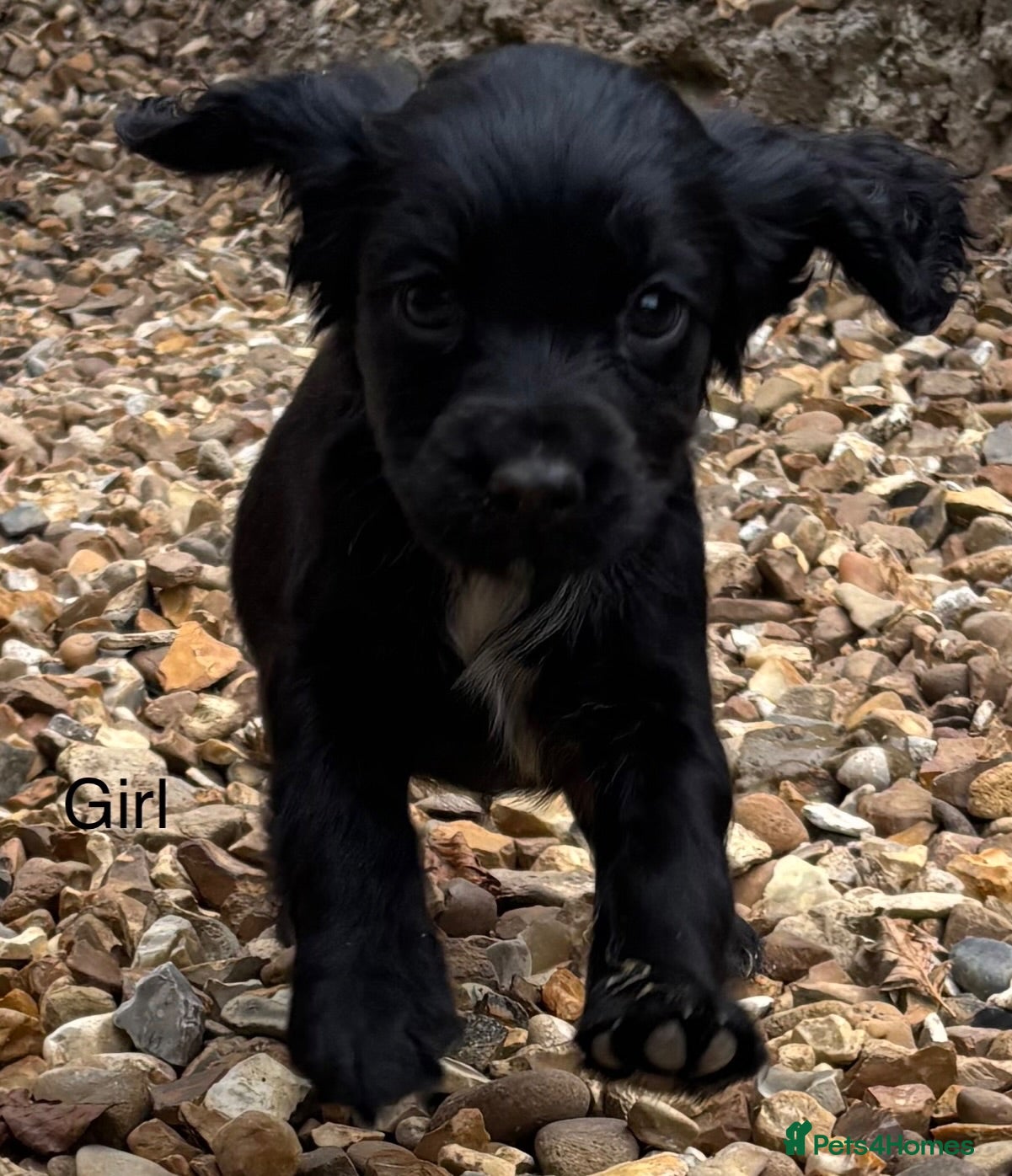 Cocker Spaniel dogs Cocker Spaniel Puppies - Advert 3