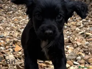 Cocker Spaniel dogs Cocker Spaniel Puppies - Advert 3