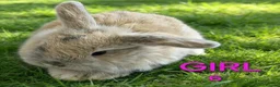 Mini Lop rabbits for sale: Mini lop babies  - Advert 4