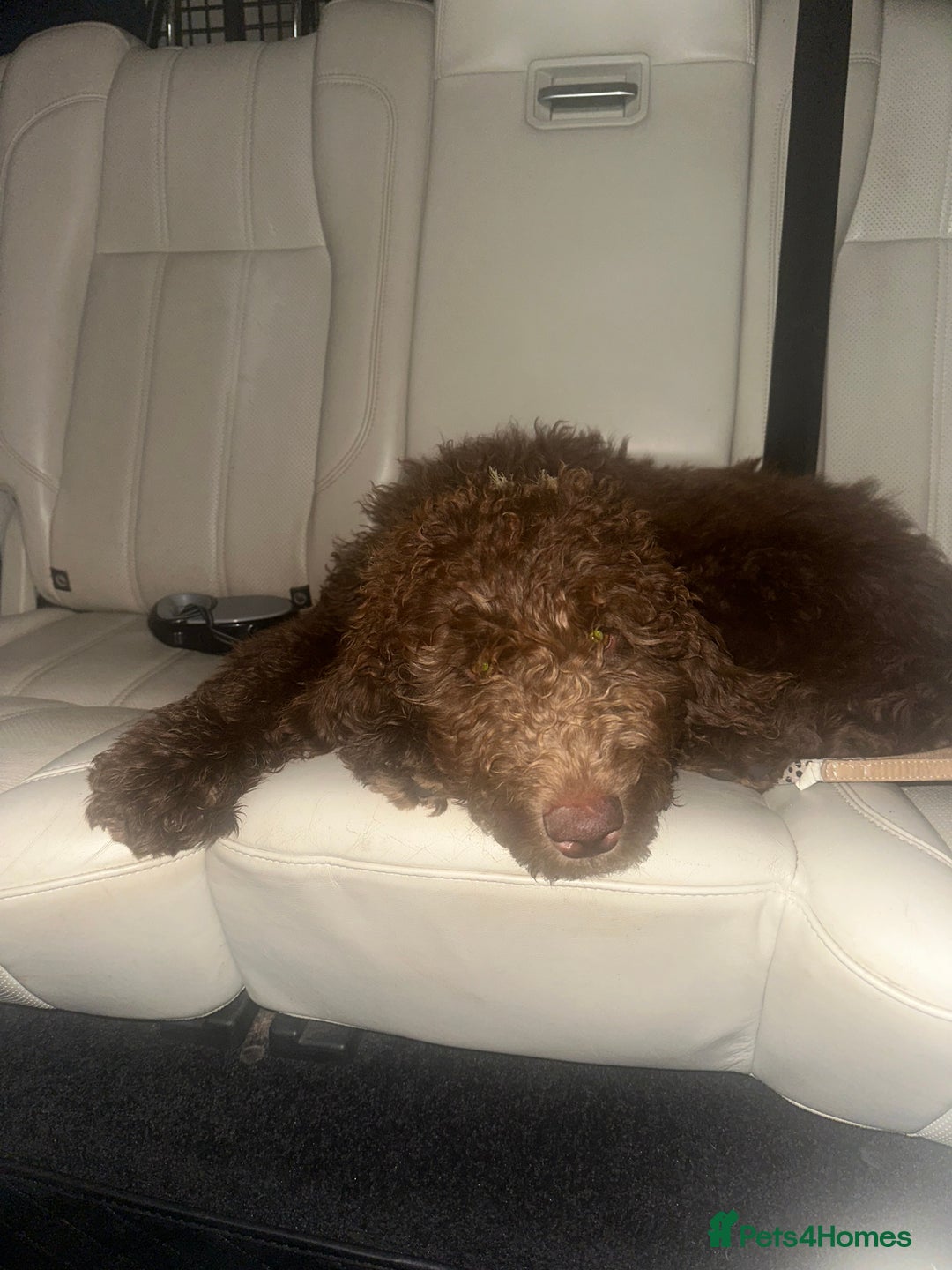 Australian Labradoodle dogs for sale: Beautiful Australian Labradoodle Girl ready now - Image 6