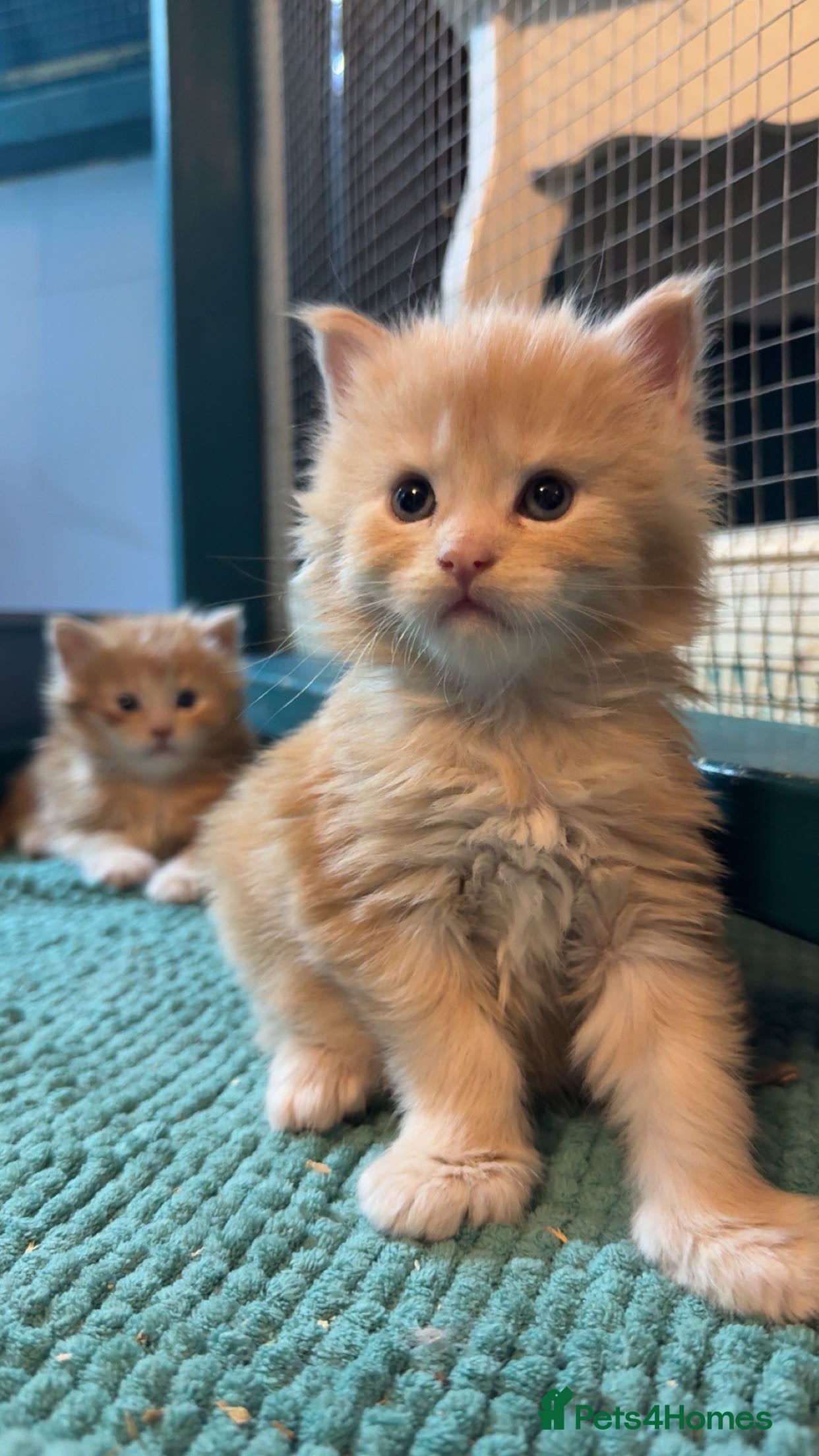 Maine Coon cats Big chunky Russian bloodline kittens - Advert 10