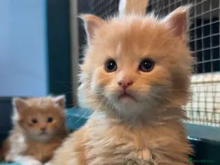 Maine Coon cats Big chunky Russian bloodline kittens - Advert 10