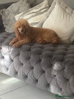 Toy Poodle dogs - Advert 5