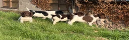 English Springer Spaniel dogs for sale: Stunning KC Reg springer spaniels in South Molton - Advert 7