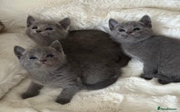 Russian Blue cats for sale: GCCF RUSSIAN BLUE KITTENS  💙🩷🐾 in Manchester - Image 9