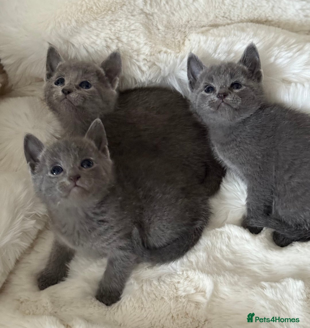 Russian Blue cats for sale: GCCF RUSSIAN BLUE KITTENS  💙🩷🐾 in Manchester - Image 9