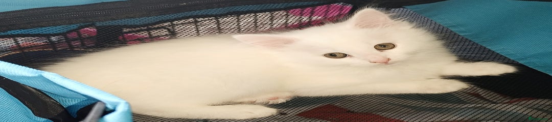 Mixed Breed Kitten 2
