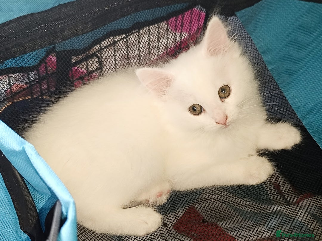 Mixed Breed cats for sale: 4 Kittens Ready to Go - Image 3