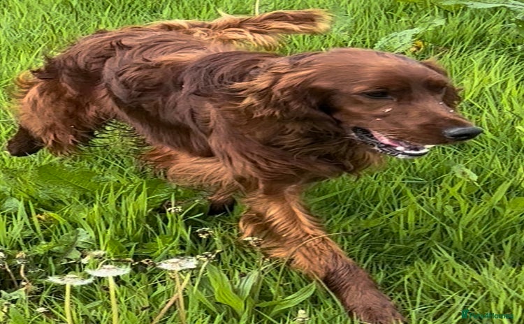 Irish Setter dogs - Advert 1