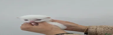 Ragdoll Kitten 5