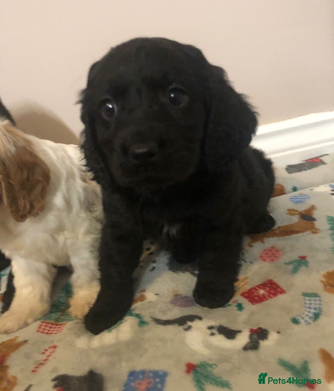 Mixed Breed dogs for sale: 4 male pups - Advert 2