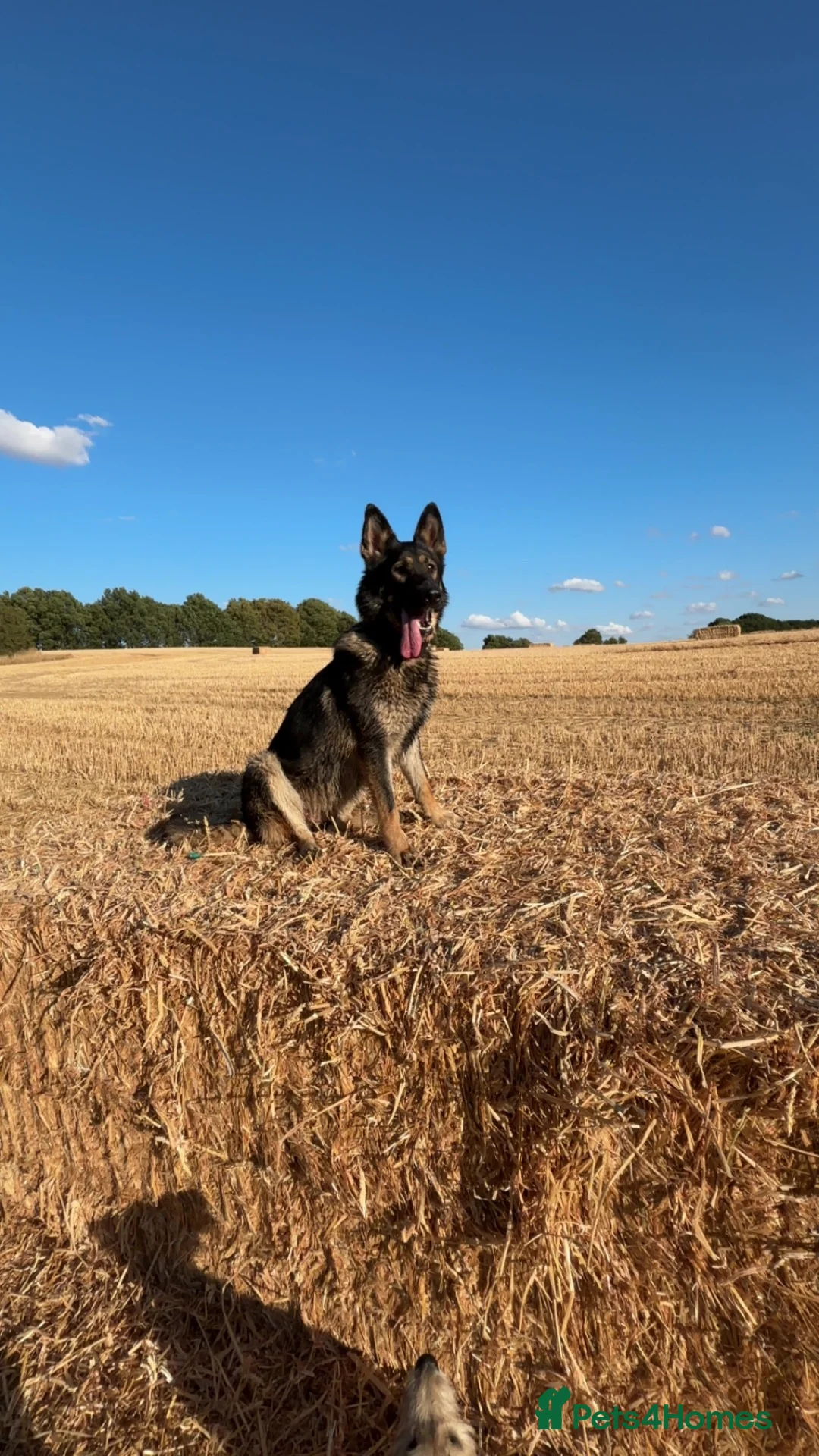 German Shepherd dogs for sale: Gorgeous German shepherd puppies  in Barnsley - Advert 10