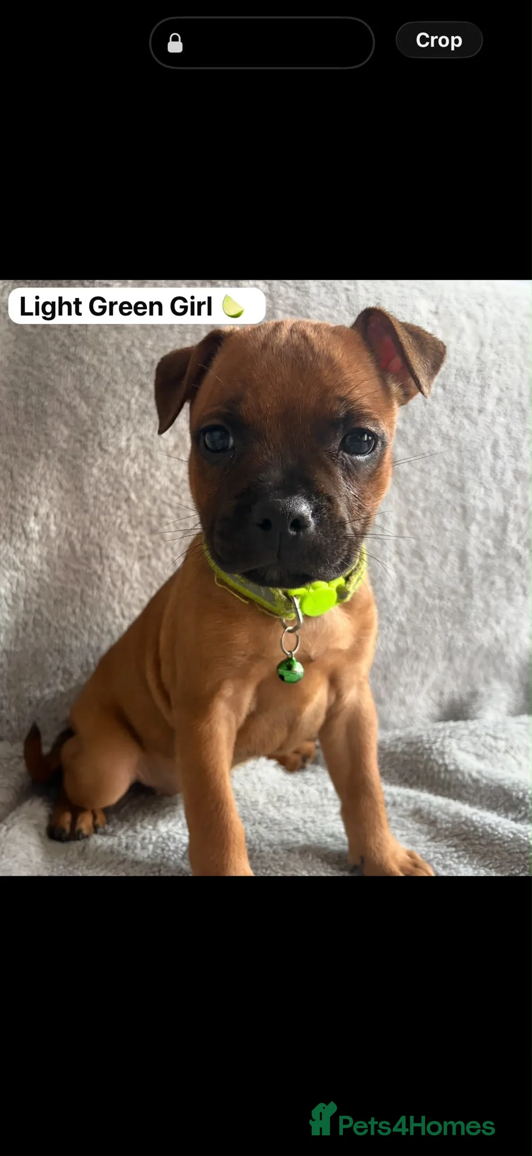 Staffordshire Bull Terrier dogs for sale: READY TO GO STAFF Bull Terrier Puppies 1 GIRL LEFT - Advert 2