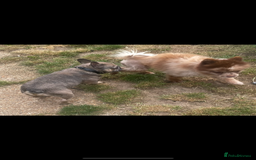 Pomeranian dogs for sale: Stunning chocolate Merle Pomeranian  - Image 7