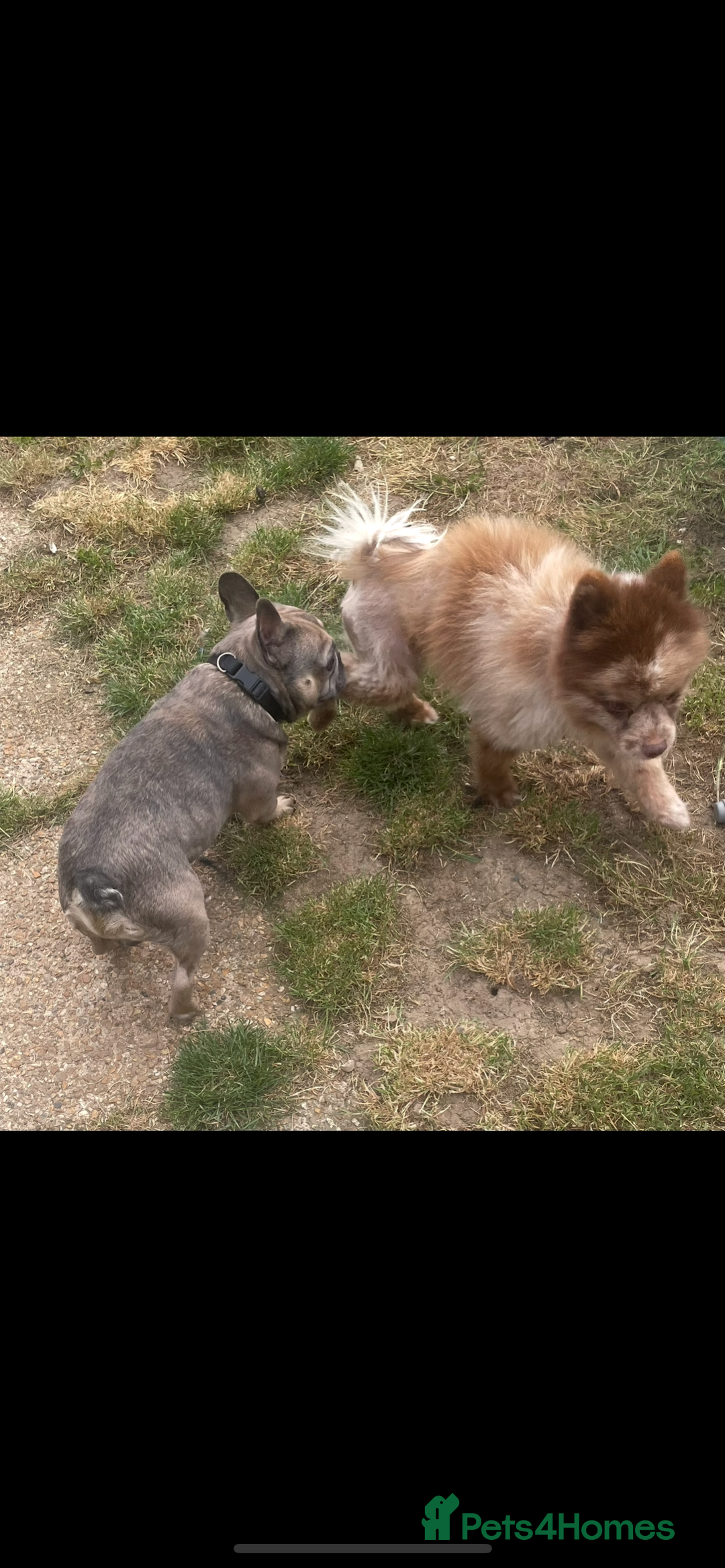 Pomeranian dogs for sale: Stunning chocolate Merle Pomeranian  - Image 7
