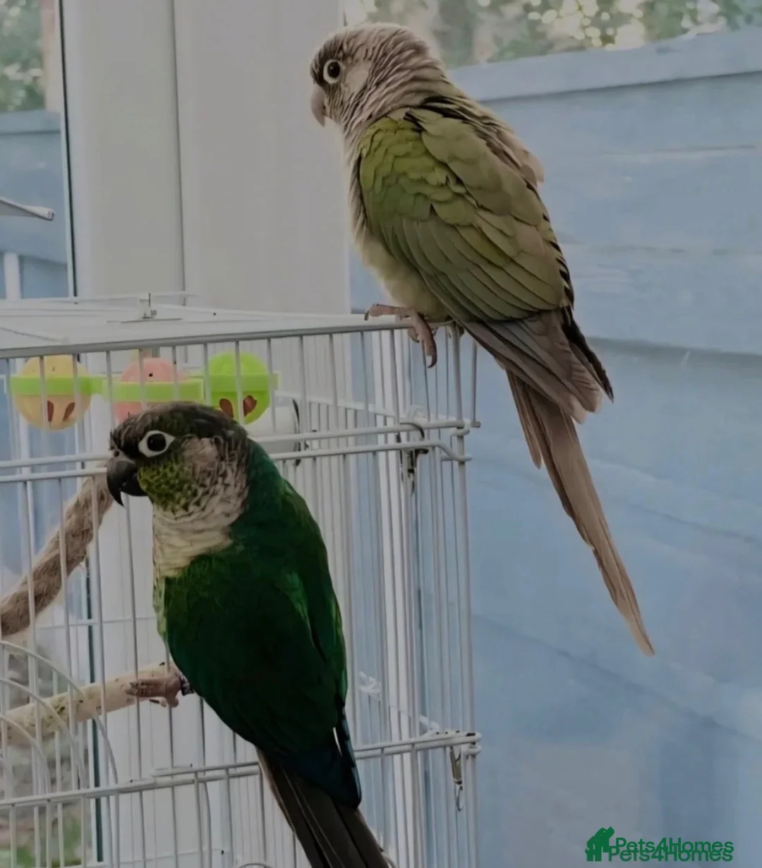 Conures birds for sale: Breeding pair of conures+cage and toys - Advert 2
