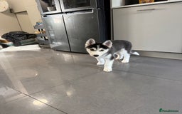 Siberian Husky dogs for sale: Beautiful Husky puppy Black and white, hazel eyes - Image 5