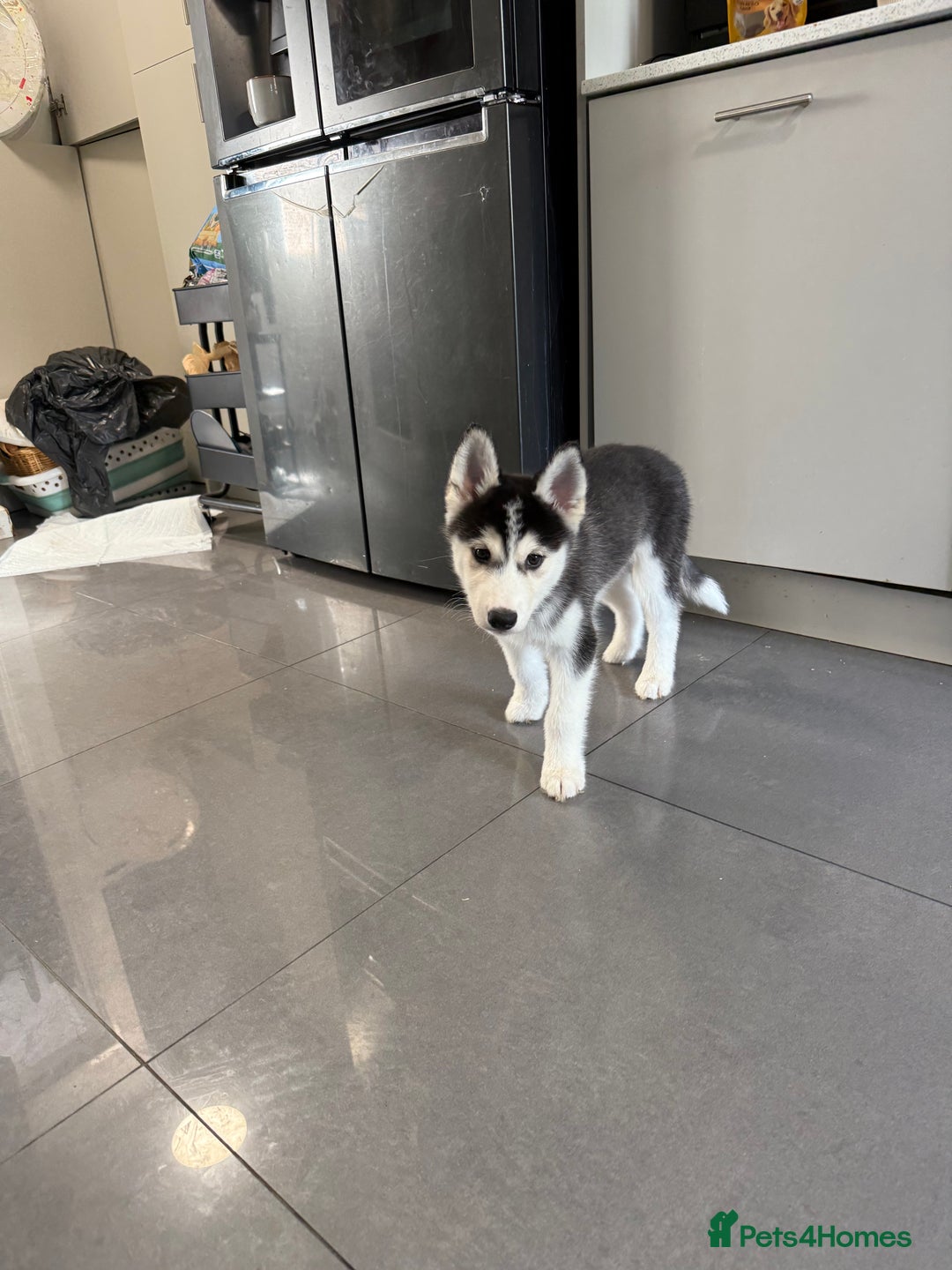 Siberian Husky dogs for sale: Beautiful Husky puppy Black and white, hazel eyes - Image 5