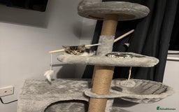British Shorthair cats for sale: 8 week old kitten  - Image 3