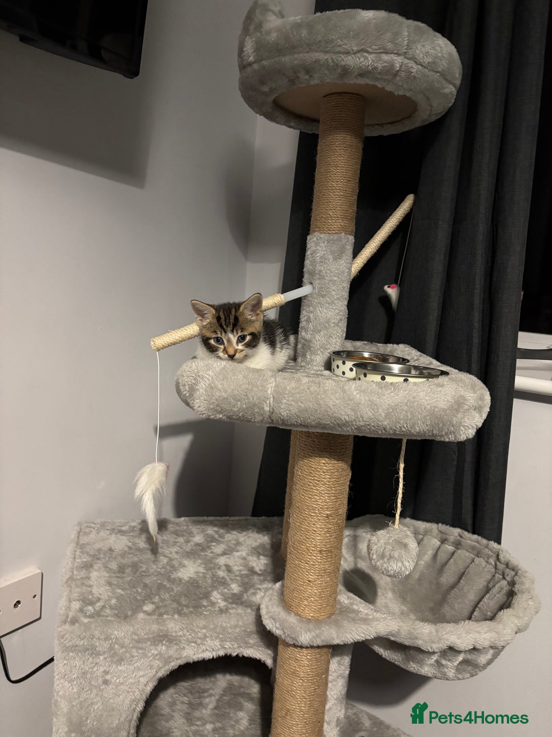 British Shorthair cats for sale: 8 week old kitten  - Image 3