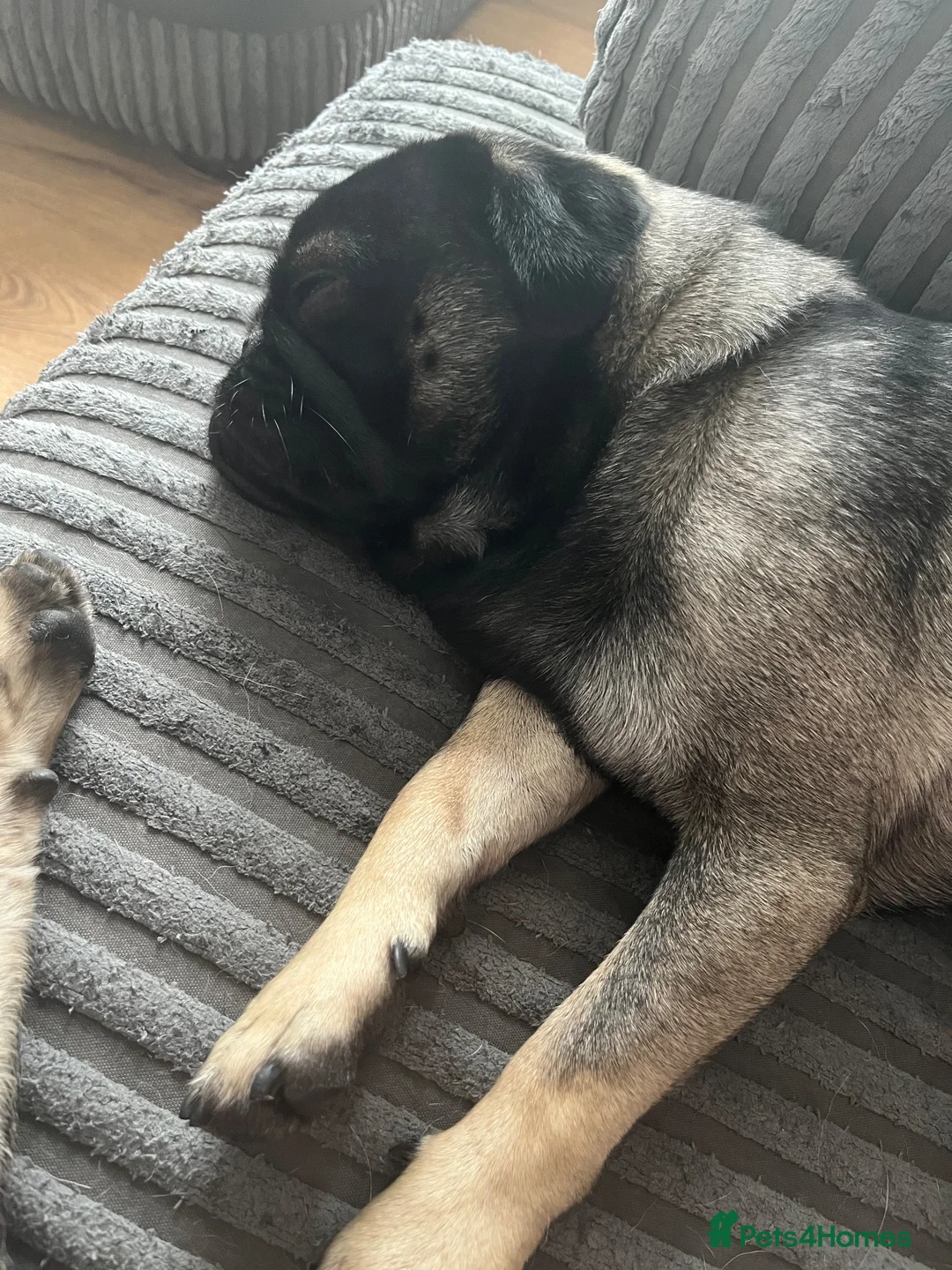Pug dogs for stud: KC reg Black & Tan Pug for Stud  - Advert 2