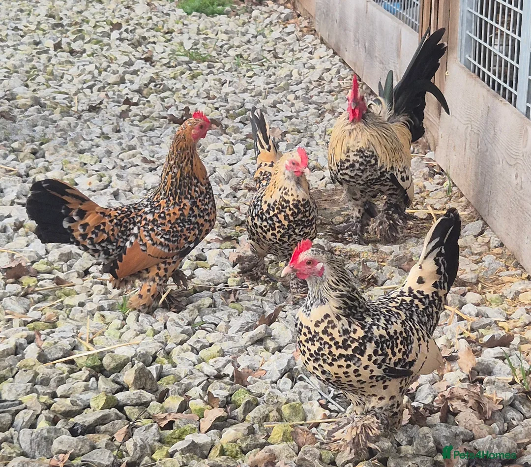 Chickens poultry for sale: 🐥Sablepoot hatching eggs and chicks available 🐥 - Advert 4